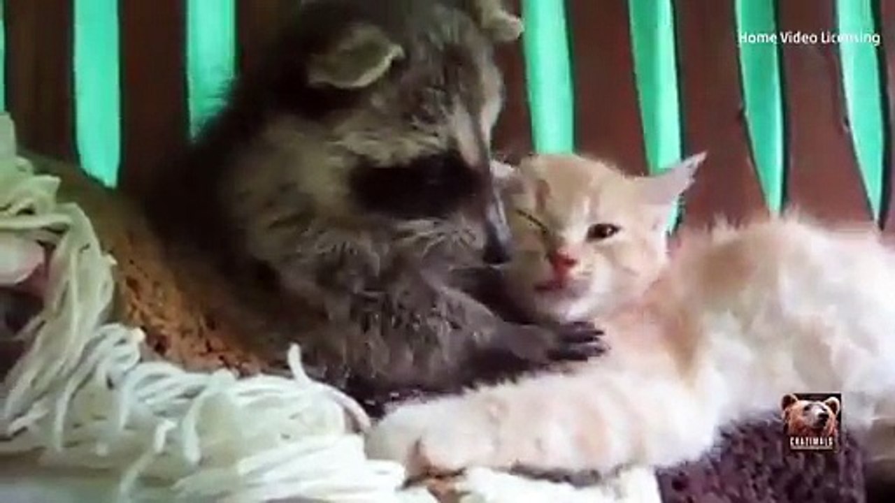 Racoon and cat