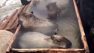 Capybaras chillin in the hot tub