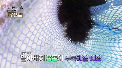 바닷가 앞 사찰에 매일 출퇴근하는 물고기 떼의 정체는?!