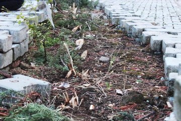 Cemaat namazdayken cami avlusundaki çam ağaçlarını kesip çaldılar