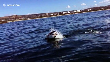 Baby seal becomes Sunday lunch for a hungry great white shark