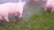 Just some really happy pigs playing in some water 