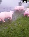 Just some really happy pigs playing in some water 