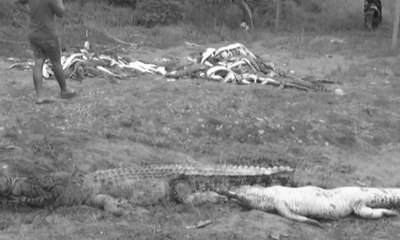 Warga Bunuh 292 Ekor Buaya di Sorong