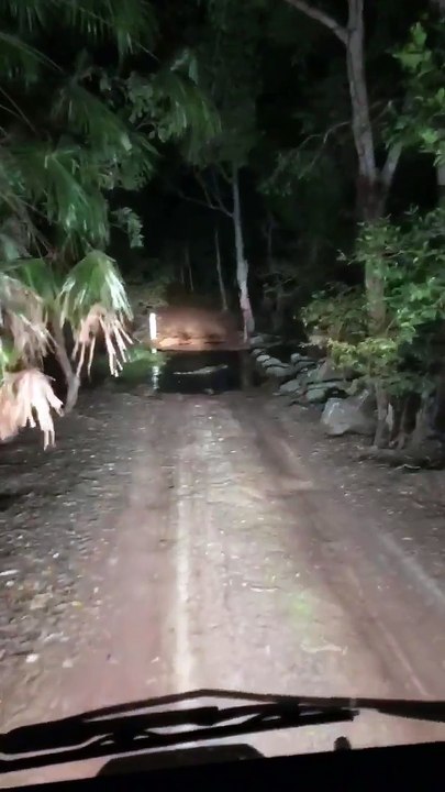 Crocodile Road Block