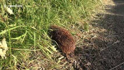 Hedgehog collapses at the side of the road in the UK heatwave