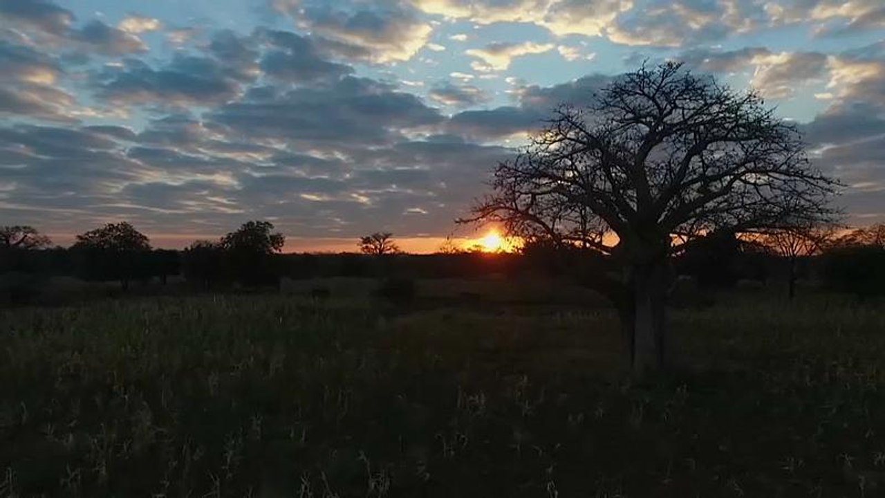 Afrikanischer 'Baum des Lebens' vom Klimawandel bedroht