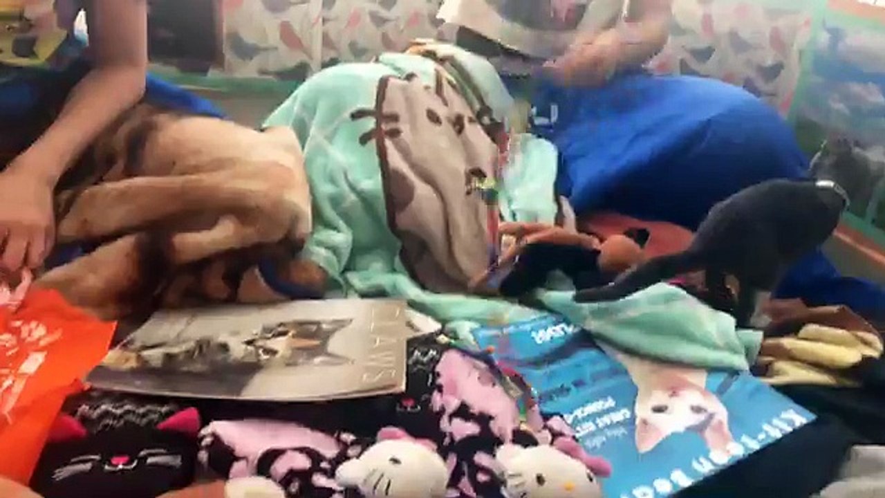 LIVE: These kittens are having a slumber party while they wait for their temporary foster homes.  Let’s help them find the best ones today. 