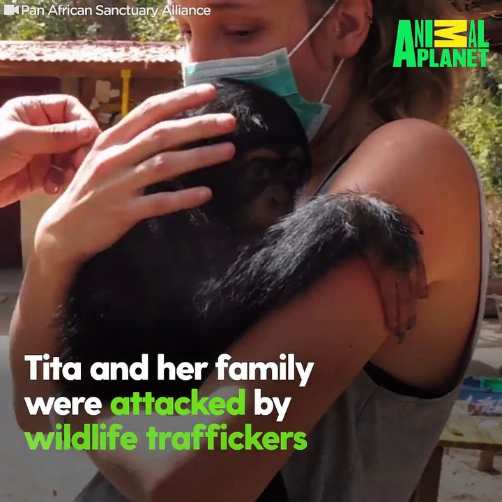 This woman was a surrogate mom to a very scared baby chimp — she held her close to her body 24/7 and was SO thrilled when she laughed for the first time ❤️