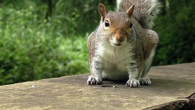 Videos for Cats - Birds Chirping and Bird Sounds