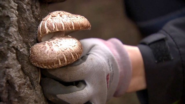 재배는 농민, 판로는 농협...수출길 연다 / YTN