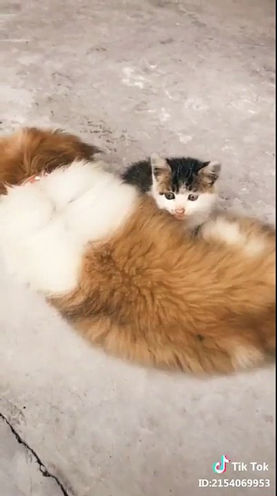 Bị doạ giật mình mà mèo con chui qua khe cửa nhanh như chớp