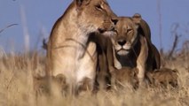Nat Geo Wild Documentary - Africa's Creative Killers Part 1 - Lions and Leopards