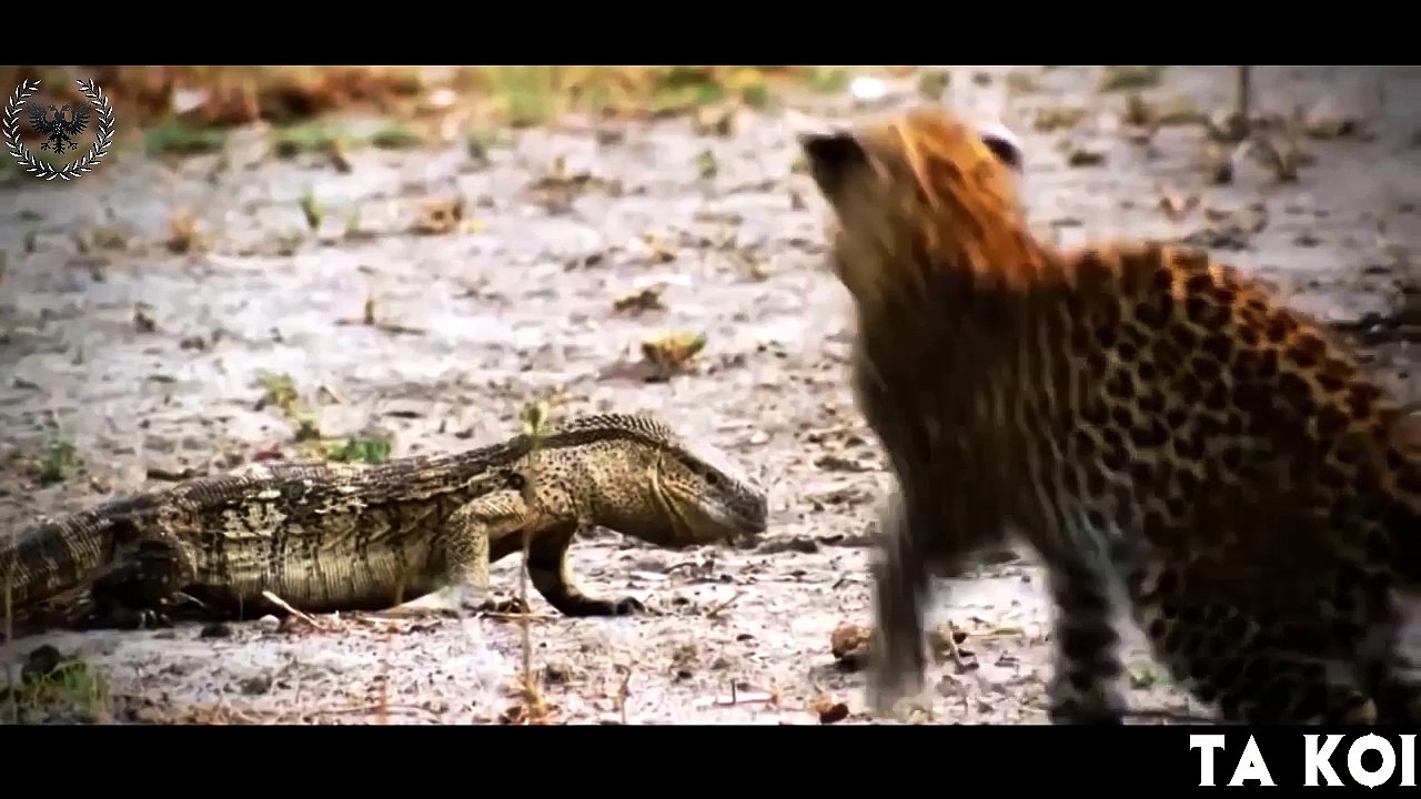 Léopard VS Roi Cobra