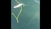 Hungry Tarpon Eat Shad Fish