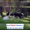 This device plays fetch with your dog so you can fetch your coffee   ☕️ ❤️