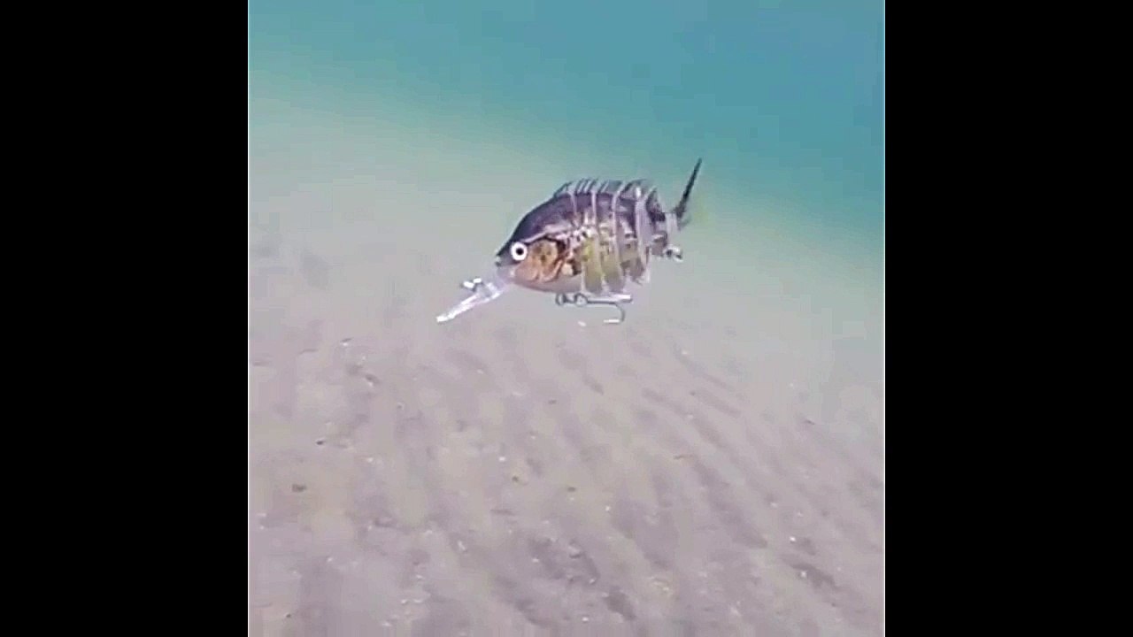 Natural and Beautifully Swimming Baits