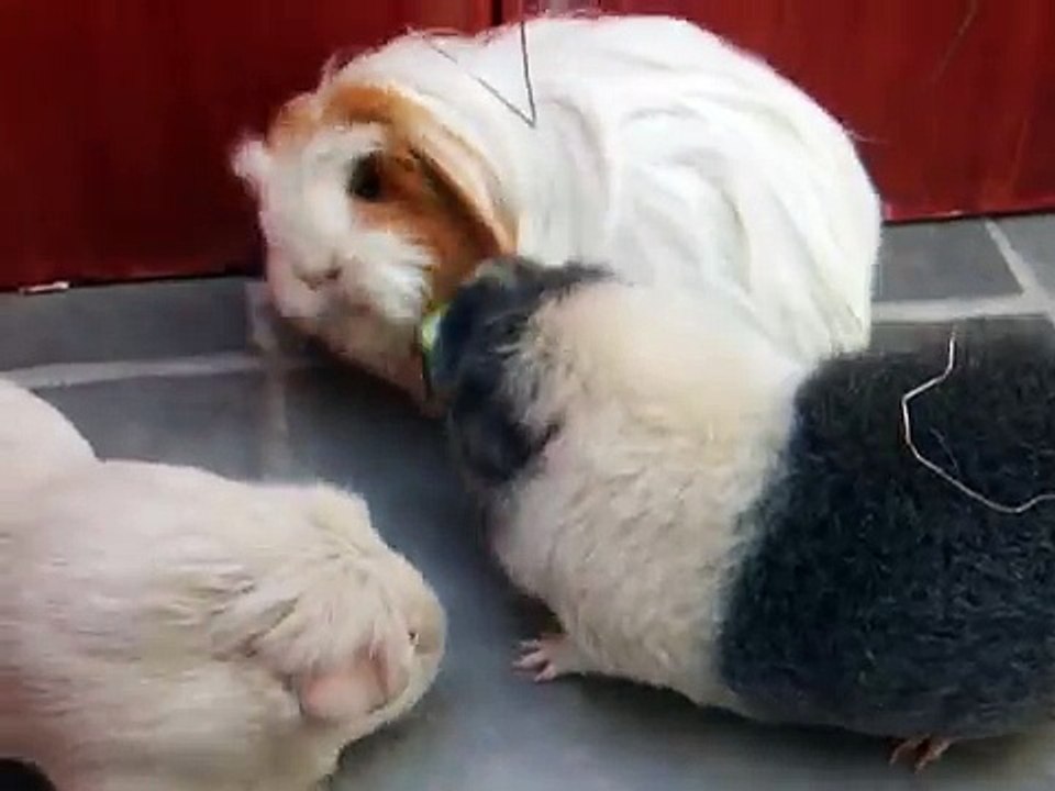 My 3 guinea pigs fighting for cucumber