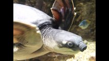Pig-nosed turtle - Video Learning - WizScience.com