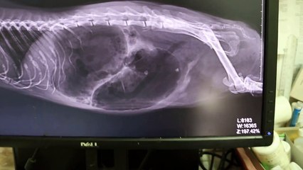 X rays of guinea pig's abdomen Pt 2