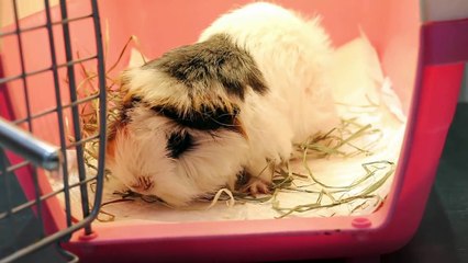 The guinea pig has URTI