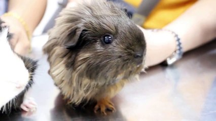 2 guinea pigs have upper respiratory tract infection Pt 1