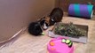 Guinea pigs introduce to each other