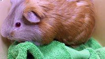 A male guinea pig is brought in for neuter  Pt 1