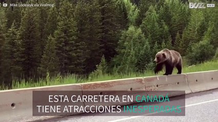 Oso equilibrista en un muro de autopista