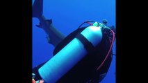 A brave diver has a heart-stopping moment as she comes face to face with a whitetip shark, before pulling a hook from its mouth. The slow-motion clip, captured
