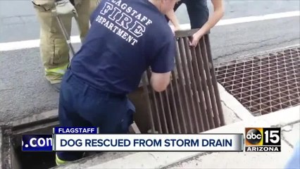 Top Stories: One year since Payson flooding,  Flagstaff dog rescue, latest forecast