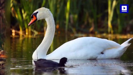 Queen Elizabeth II's Annual Swan Count Underway In Britain