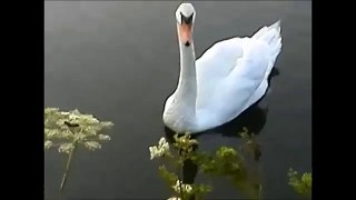 Beautiful Swan . البجع الجميل