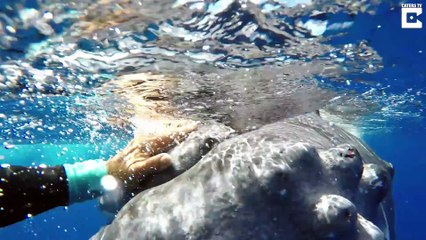 Une baleine vient protéger un plongeur d'un requin blanc