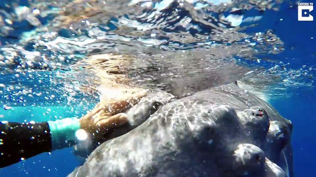 Une baleine vient protéger un plongeur d'un requin blanc