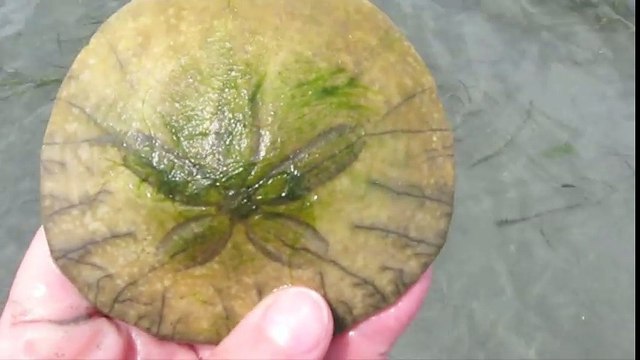 Elle trouve un animal mystérieux avec plein de petites pattes : Dollar de sable ou Sand Dollar