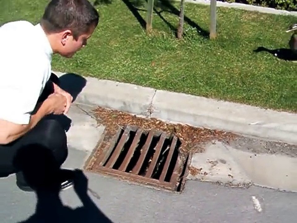 Il sauve des bébés canards tombés dans une bouche d'égout