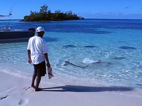 Il vient nourrir des dizaines de petits requins en bord de plage