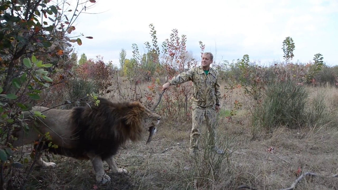 Quand tu prends un lion pour un chien... Va chercher le baton