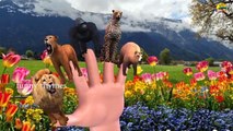 Gorilla Vs Dinosaur Finger Family 3D Animals Rhymes | More Animals Finger Family Collection Songs