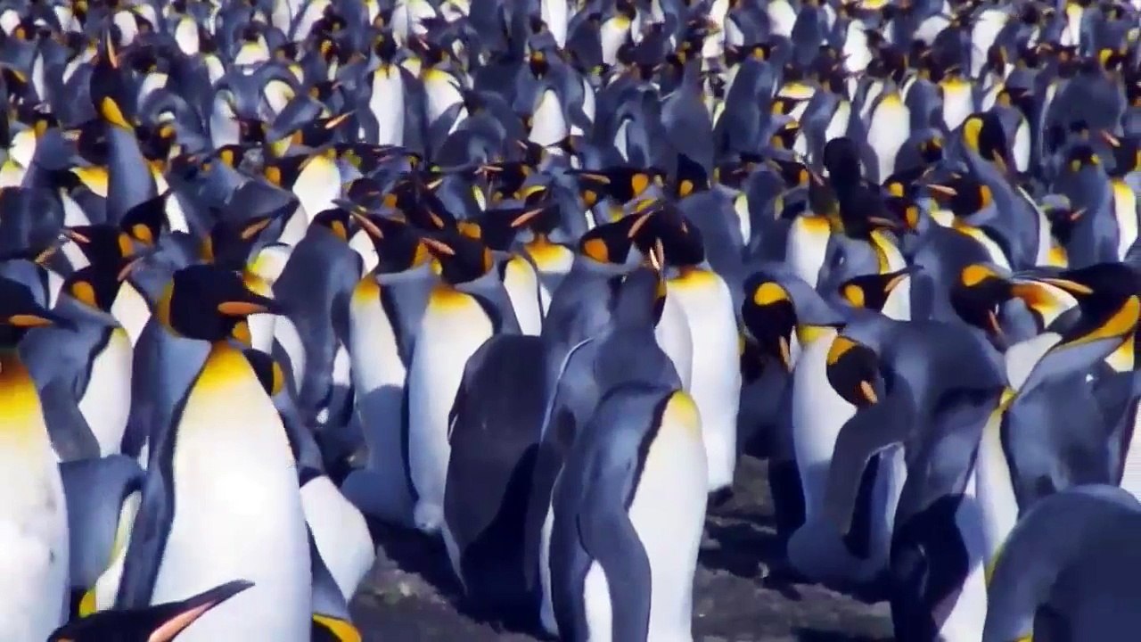 National Geographic Animals - Most Exotic Animals on Secret Island Part 2