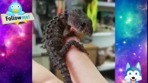 Baby Reptiles Cute and Funny Reptile Videos (2018)