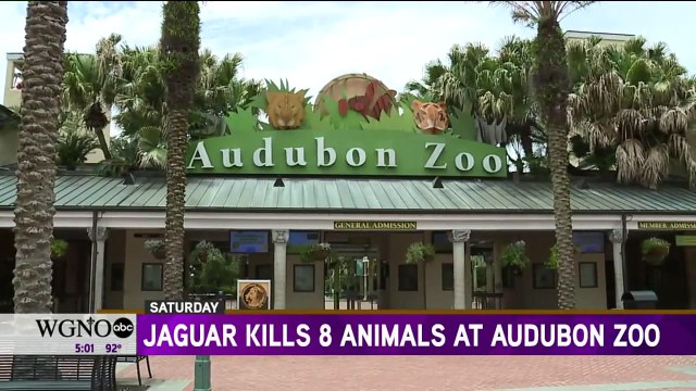 Jaguar Escapes New Orleans Zoo Enclosure, Kills Eight Other Animals Before Recapture
