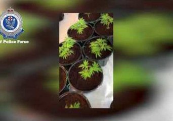Police Charge 5 After Seizing More Than $6.2 Million of Cannabis Across Sydney