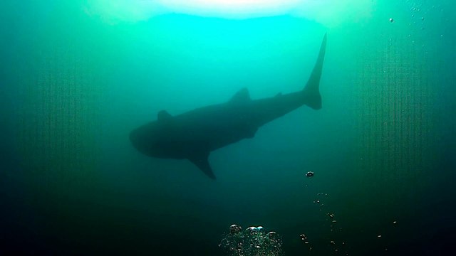 Requin baleine plongée Donsol