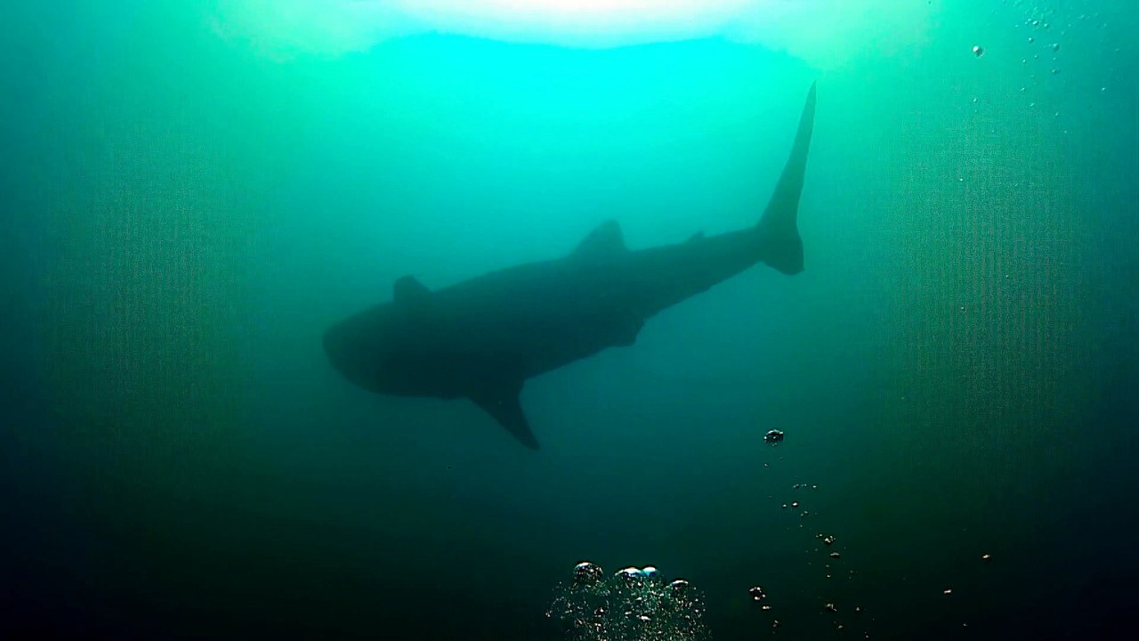 Requin baleine plongée Donsol