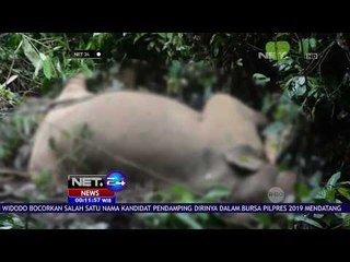 Pelaku Pembunuhan Gajah Di Aceh Ditangkap Petugas-NET24