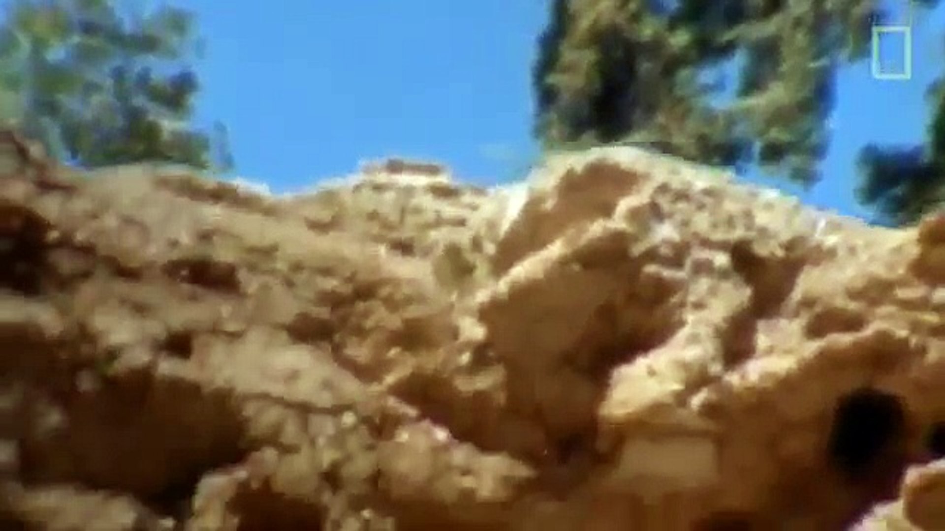 Snake Documentary Animal Documentary National Geographic - THUNDER DRAGONS