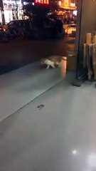 Moonwalk yapan bir kedi 