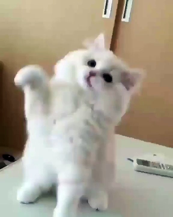 aksi kucing putih lucu baget